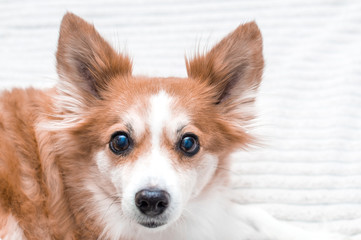 Portrait of a red dog close up. Black eyes and big ears.