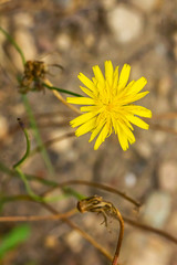 yellow dandilion flowers in brown earth in late summer 2