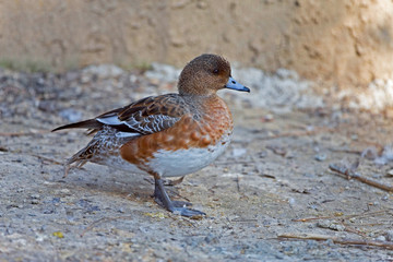A Female Eurasian Wigeon, Anas penelope