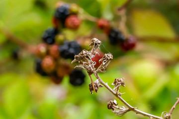 red and black berries on vine that is drying