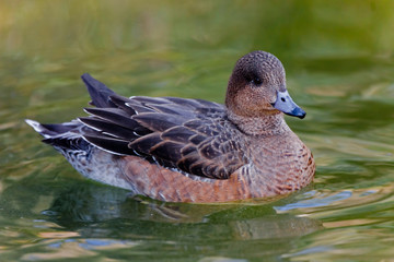 A Female Eurasian Wigeon, Anas penelope, on the water