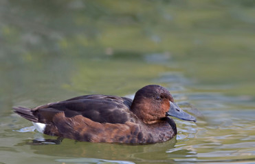 A Female Ferruginous Pochard, Aythya nyroca, swimming