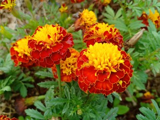 Flower festival vol.1