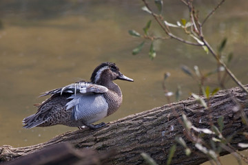 A Relaxed male Garganey, Anas querquedula