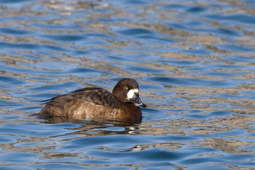 A Female Greater Scaup, Aythya marila, on the water
