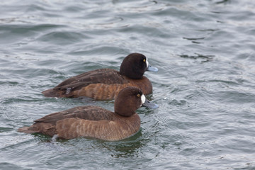 A Pair of female Greater Scaup, Aythya marila