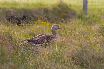 A Greylag Goose, Anser anser, in long grass
