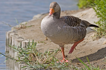 Greylag Goose, Anser anser