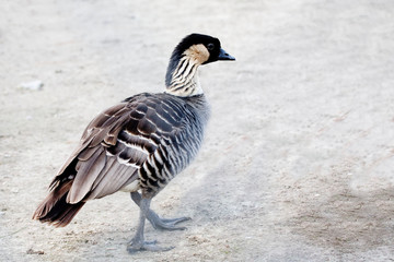 A Nene or Hawaiian Goose, Branta sandvicensis