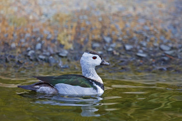 A Male Cotton Pygmy Goose, Nettapus coromandelianus