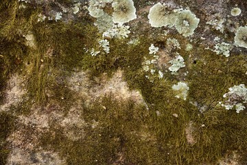 green moss and mold on texture and background