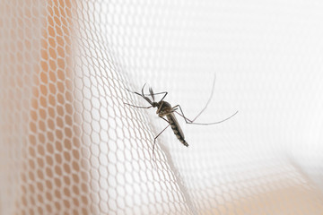 Mosquito on white mosquito wire mesh,net.Mosquito disease is carrier of Malaria, Zica Virus,Fever. - obrazy, fototapety, plakaty