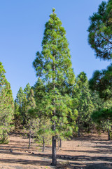 Canary Island pine (pinus canariensis) growing amongst the volcanic landscape of Llanos del Jable, La Palma Island, Canary Islands, Spain