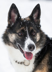 Winter dog portrait in snow