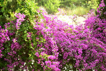 Fototapeta premium Purple flowers