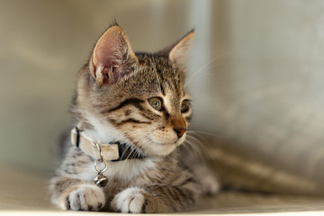 Sweetly cat background