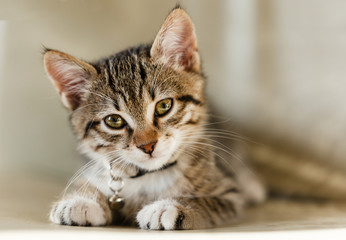 Sweetly cat background