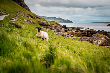 Scottish Blackface sheeps standing in green grasslands surrounded by rough countryside in Scotland