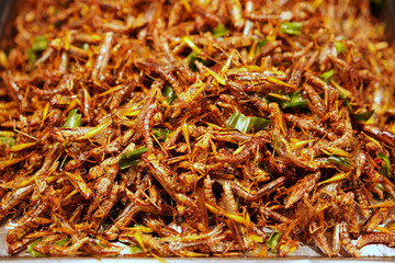 Insect snack shop in Thailand