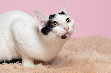 Cute cat on pink background 