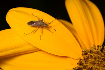 Stinky bug on a flower 