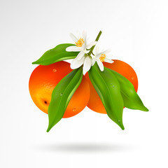 Two citrus fruits mandarin or tangerine hanging on branch with green leaves with water drops, white blossoming flowers and buds isolated on a white background. Realistic Vector Illustration