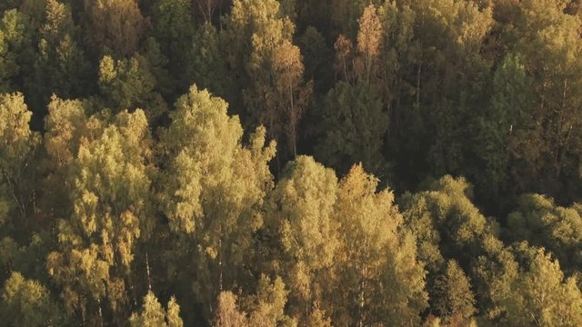 Aerial forward flight over autumn trees in forest