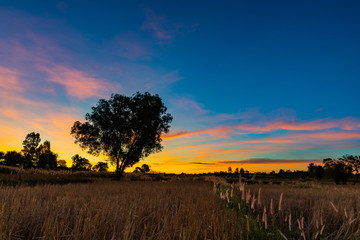 The landscape of rice field after harvest at the dawn time during winter