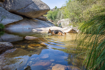 german shepherd dog bathing in calm transparent water in river, with big rocks and stones, plants and trees in Camorza Gorge (Madrid, Spain, Europe)