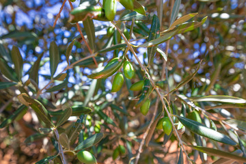 detail of olive tree branch with green fruits and leaves in Ciudad Real land (Castilla La Mancha, Spain, Europe)