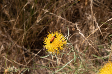 orange insect of leaf beetles, similar as ladybug, known as lachnaia on a yellow flower in countryside