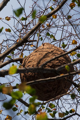 Nid de frelon asiatique, Vespa velutina, dans les branche d'un arbre, automne