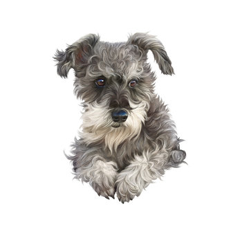Cute small puppy isolated on white background. Realistic Illustration of a Mini Schnauzer. Dog hand painted illustration. Animal collection: Dogs. Good for print T-shirt, card, pillow. Design template
