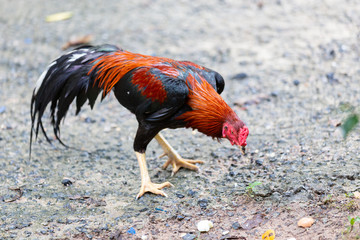 Selected focus Thai fighting cock or Rooster chicken eating food on the street.