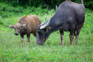 Buffalo and buffalo mothers eat grass in rural farm in Thailand.