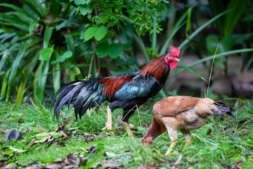 Beautiful gamecocks and family walking and find food in nature.