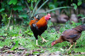 Beautiful gamecocks and family walking and find food in nature.