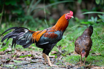 Beautiful gamecocks and family walking and find food in nature.