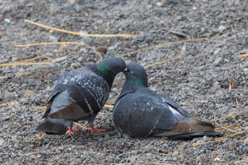 One pigeon feeding another pigeon on gravel
