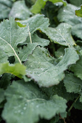 Large green leaves with beautiful raindrops. Macro photo. Great texture or background. Flower collection