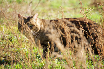 Chat qui se fait prédateur de la savane