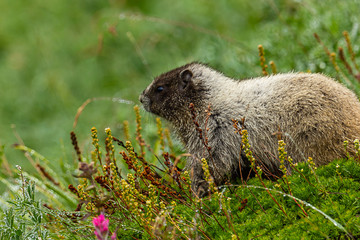 alpine marmot sitting in a green meadow