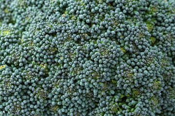 Closeup of broccoli