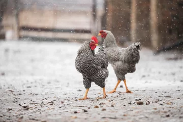 Kissenbezug Hühnerhahn isoliert auf Schnee © Djordje