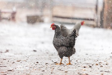chicken rooster isolated on snow