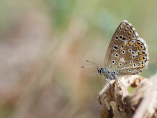 The Adonis blue (Polyommatus bellargus) butterfly in the family Lycaenidae