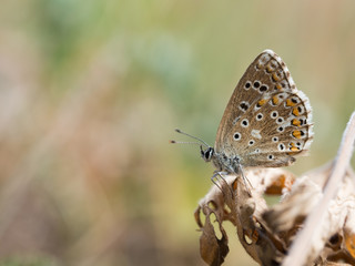 The Adonis blue (Polyommatus bellargus) butterfly in the family Lycaenidae