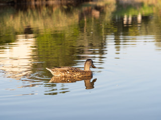 Mallard wild duck swimming in the pond