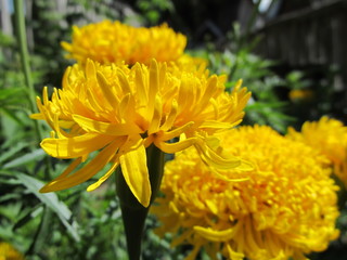 чорнобривці