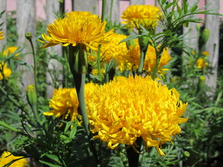 чорнобривці